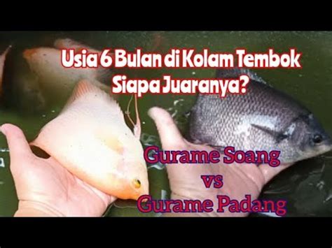 Perbandingan Budidaya Gurame Soang Dengan Gurame Padang Bulan Di