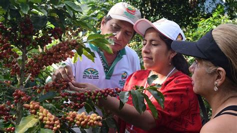 Colombia Destina Millones Al Sector Cafetero Visi N Agropecuaria