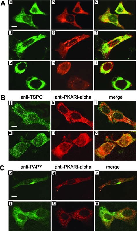 Confocal Microscopy Images For Subcellular Localization Of PKARI TSPO