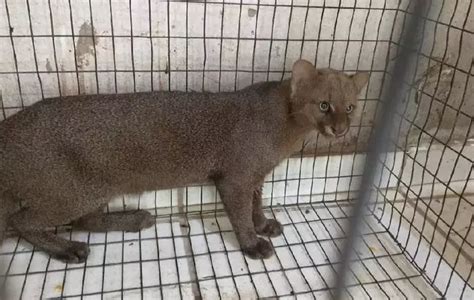 Amea Ado De Extin O Gato Mourisco Capturado Em Creche Em Mato