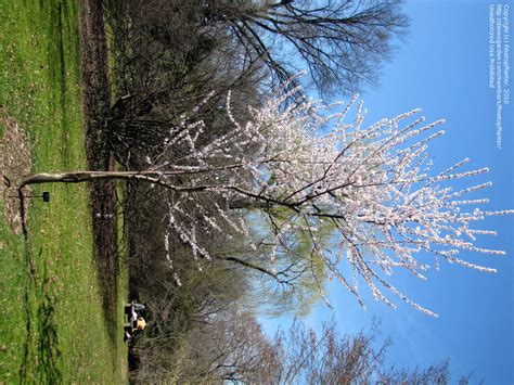 Plantfiles Pictures Davids Peach Prunus Davidiana By Pinetopplanter