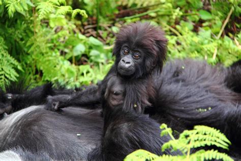 Habituated Gorilla Families In Uganda Bwindi Habituated Gorilla Groups