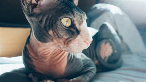 Free Images Kitten Blue Whiskers Vertebrate Sphynx Small To