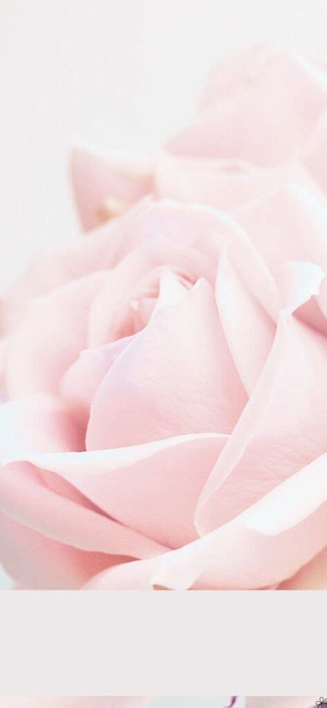 96 Wallpaper Pink Rose Iphone free Download - MyWeb