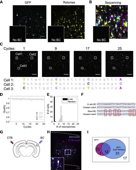 High Throughput Mapping Of Long Range Neuronal Projection Using In Situ