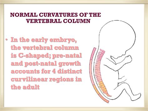 understanding  vertebral column anatomy powerpoint