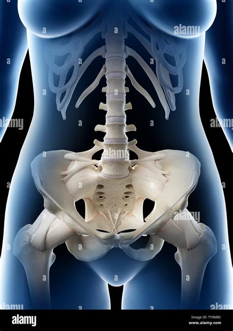 Pubic Bones Hi Res Stock Photography And Images Alamy