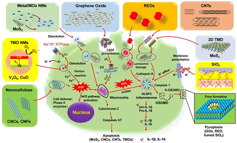 Nanomaterials Free Full Text Diverse Pathways Of Engineered