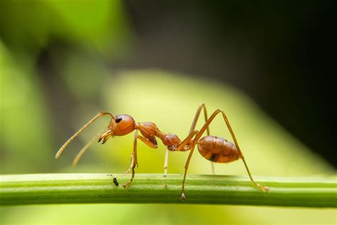 ¿por Qué Aparecen Las Hormigas En Primavera Y Cómo Evitar Que Se Cuelen En Nuestra Casa Haliop