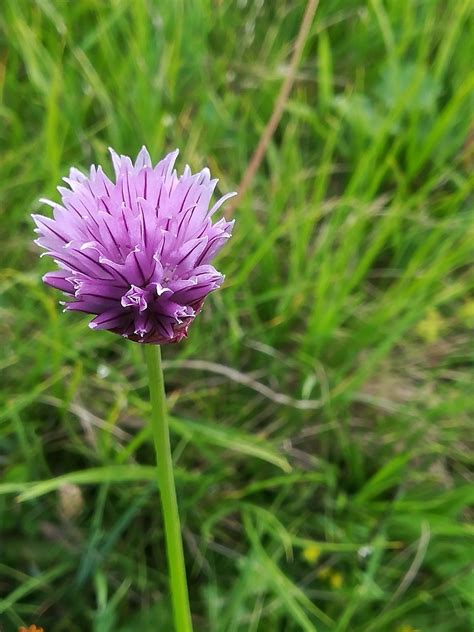 Allium Schoenoprasum L Ciboulette Flore Mondiale Pl NtNet Identify