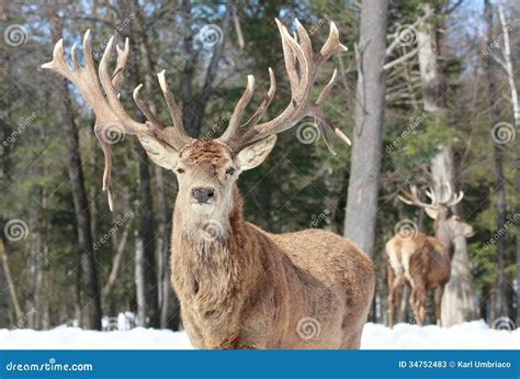 Big Elk In Winter Stock Image Image Of Snow Male Forest 34752483