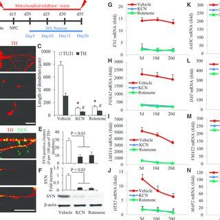 Development Of Mitochondrial Functions In Hipsc Derived Da Neurons