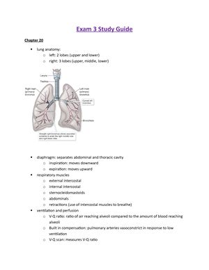 Patho Exam Study Guide Exam Study Guide Chapter Helicobacter