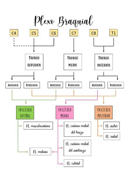 Plexo Braquial Esquema Caótica uDocz