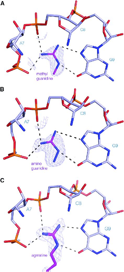 The Binding Of Modified Analogs Of Guanidine Bound To The G Violaceus