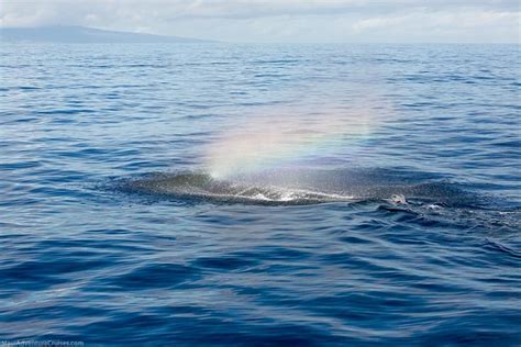 Why Lahaina Is The Best Place For Whale Watching In Hawaii