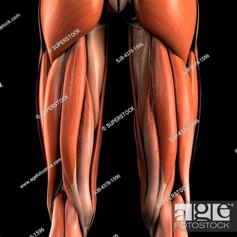 Anatomical Model Showing The Biceps Femoris Muscles Stock Photo