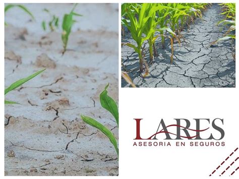 Seguros Para El Cultivo Lares El Seguro Agrícola Es Una Estrategia De Gestión De Riesgos Para