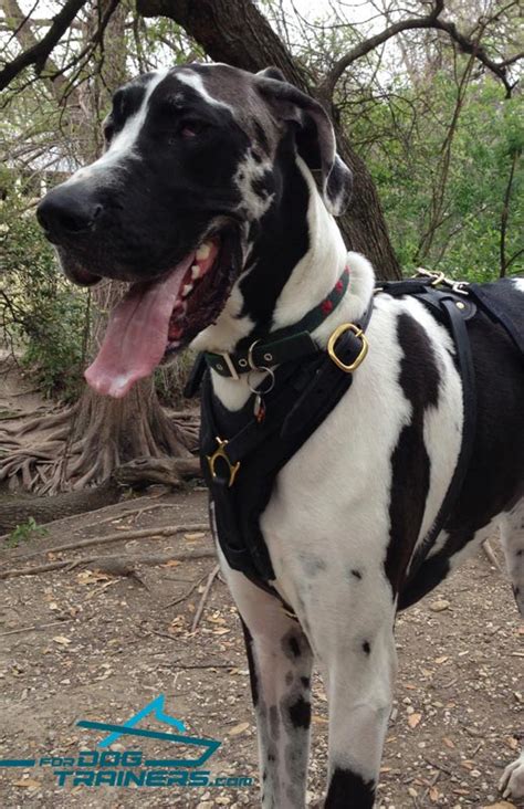 Great Dane Looks Awesome in Padded Leather Dog Harness [H10##1073 ...