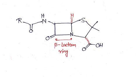 Solved Penicillins And Cephalosporins Are Examples Of Beta Lactam