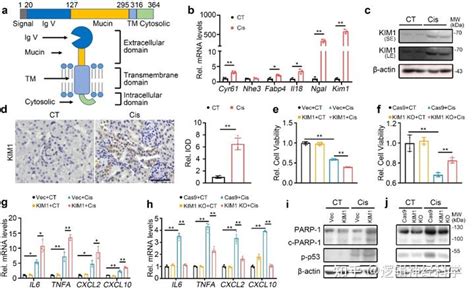 Nat Commun︱武汉大学郑凌华中科技大学黄昆课题组联合发现肾脏yy1 Kim1 Dr5轴调控急性肾损伤进展 知乎