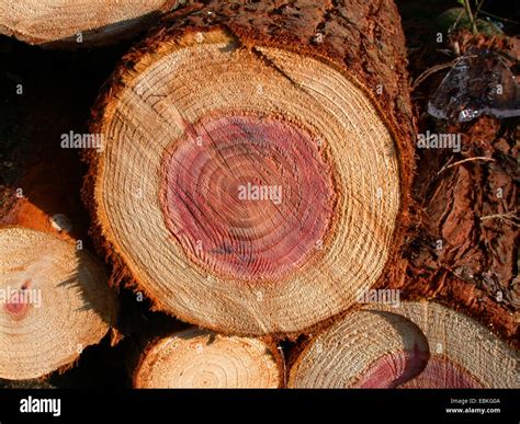 La Secuoya Gigante La Secuoya Gigante Sequoiadendron Giganteum