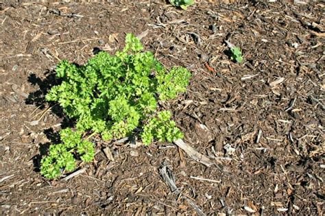 Growing Parsley - Home Garden Joy