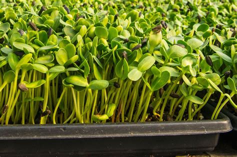 How To Grow Microgreens That Offer Big Flavor