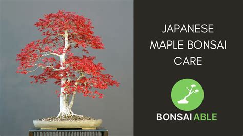 Japanese Maple Bonsai Care Essentials