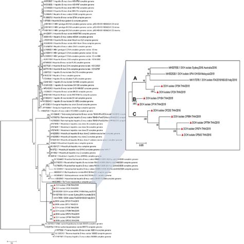 Ml Phylogenetic Tree Showing The Genetic Relationship Of The