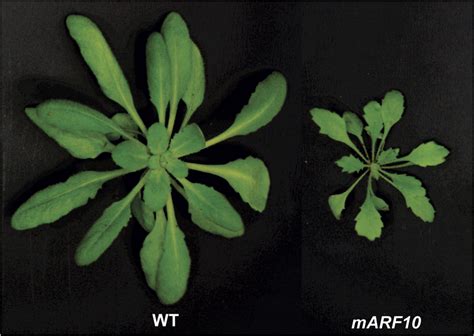 Comparison Of Rosette Leaf Morphology Between Wild Type WT And MARF10