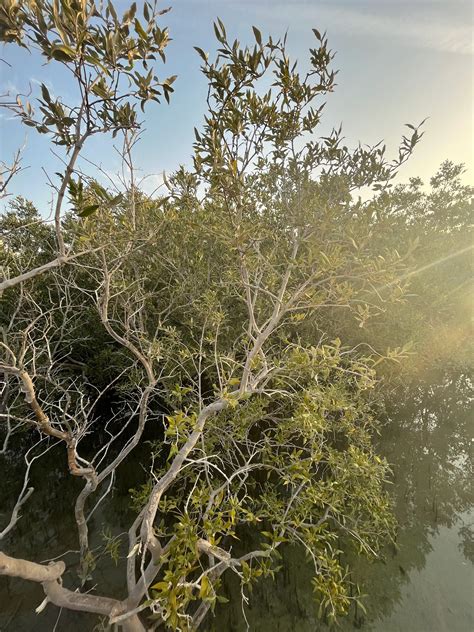 Feeling Burned Out? Here’s Why You Should Explore The Abu Dhabi Mangroves