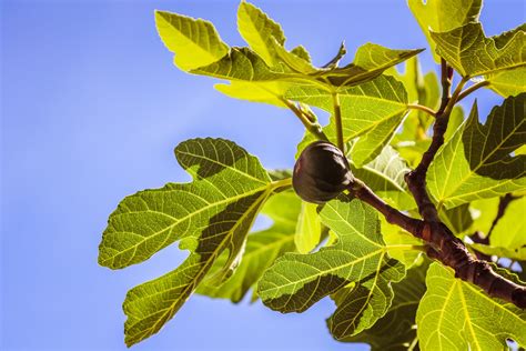 The Fig Tree Pangyrus