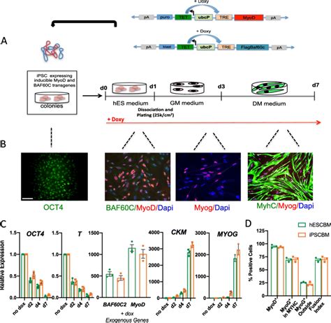 Generation Of Stable Hesc And Ipsc Lines And Myogenic Differentiation