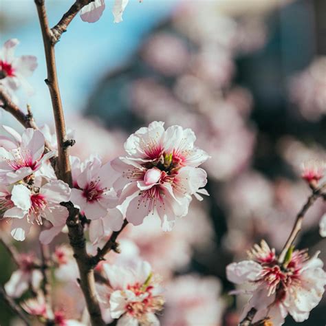 Pink Japanese Tree Photos, Download The BEST Free Pink Japanese Tree Stock Photos & HD Images