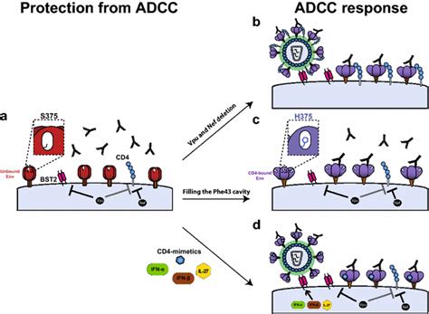 Unlocking Hiv 1 Env For Antibody Attack Adcc Mediating Abs Present In