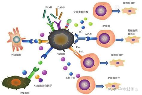 NK细胞治疗机遇与挑战并存 知乎