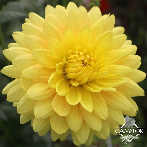 Dahlia Yellow | CamFlor, Inc.