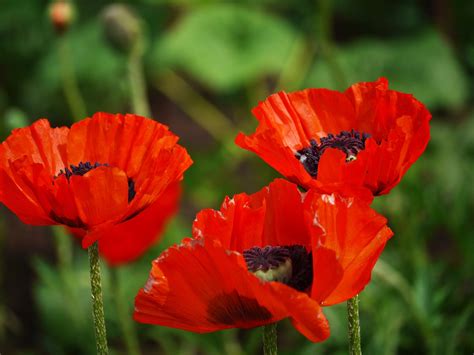 Klatschmohn Drillinge Feldrain Kostenloses Foto Auf Pixabay