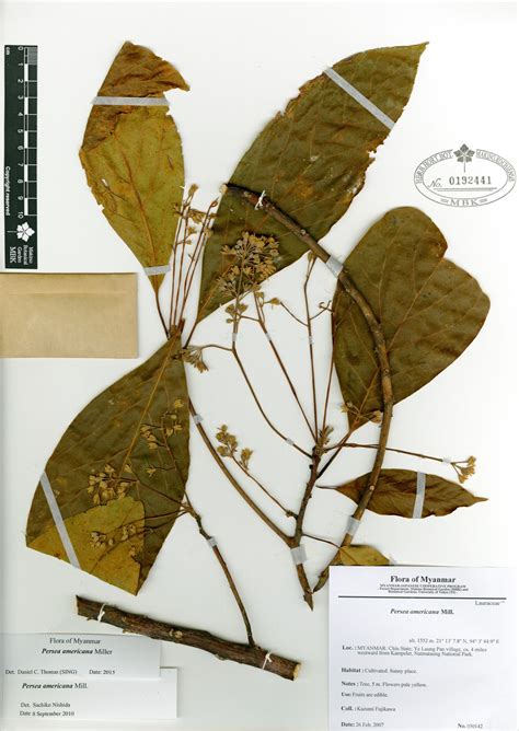 Persea Americana Miller Myanmar Vascular Plants Database