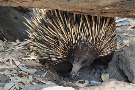 Echidna Small Marsupial Free Photo On Pixabay Pixabay