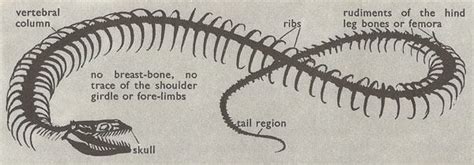 Vestigial Structures In Snakes