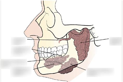 Salivary Glands Diagram | Quizlet