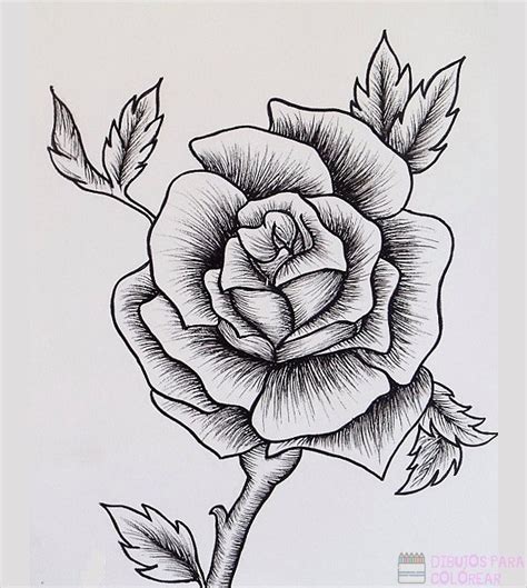 Distintas Ideas De Rosas Para Dibujar Dibujos De Colorear Sexiz Pix