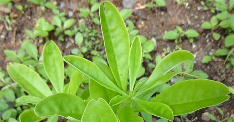 Herbs From Distant Lands Talinum Triangulare Philippine Spinach