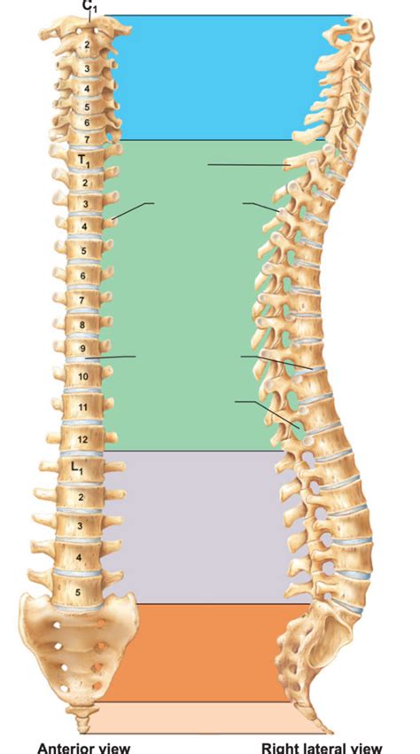 general anatomy of the spine Diagram | Quizlet