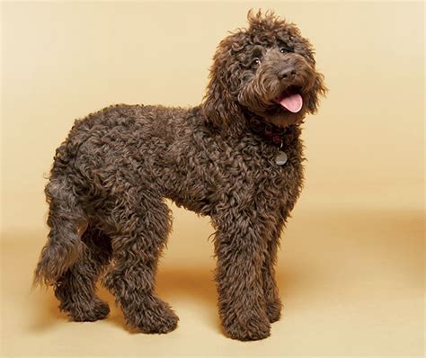 Labradoodle Dog Breed Information Pictures Characteristics And Facts