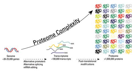 The New Chapter Of Protein Modification Research Creative Proteomics Blog