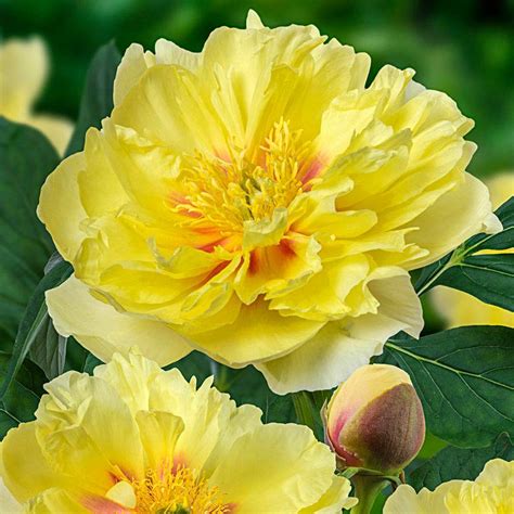 Bartzella Itoh Peony | Spring Hill Nurseries