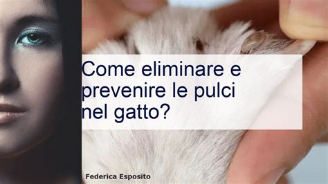 Pulci Nel Gatto Eliminarle E Prevenirle Youtube